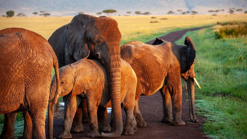 Elephant in the wild